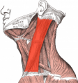 /album/fotogalerie-hlava/sternocleidomastoideus-png/
