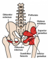 /album/fotogalerie-panev/a220px-posterior-hip-muscles-1-png/