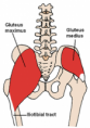 /album/fotogalerie-panev/a220px-posterior-hip-muscles-3-png/